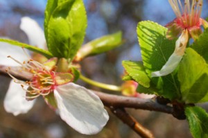flowers-closeup